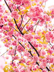 Preview wallpaper cherry, flowers, flowering, tree