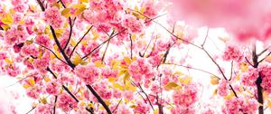 Preview wallpaper cherry, flowers, flowering, tree