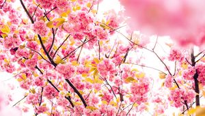 Preview wallpaper cherry, flowers, flowering, tree
