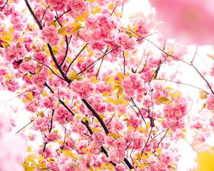 Preview wallpaper cherry, flowers, flowering, tree