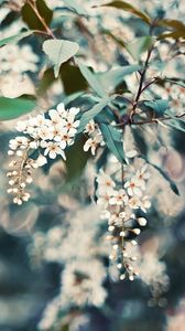 Preview wallpaper cherry, flowers, leaves, reflections, tree