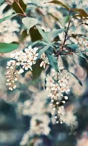 Preview wallpaper cherry, flowers, leaves, reflections, tree