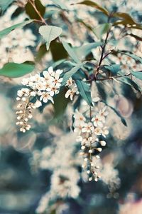 Preview wallpaper cherry, flowers, leaves, reflections, tree