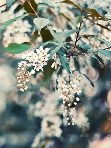 Preview wallpaper cherry, flowers, leaves, reflections, tree