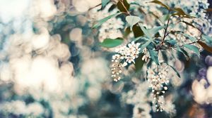 Preview wallpaper cherry, flowers, leaves, reflections, tree