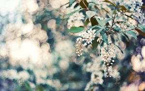 Preview wallpaper cherry, flowers, leaves, reflections, tree