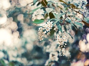 Preview wallpaper cherry, flowers, leaves, reflections, tree