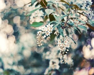 Preview wallpaper cherry, flowers, leaves, reflections, tree