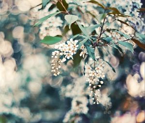 Preview wallpaper cherry, flowers, leaves, reflections, tree