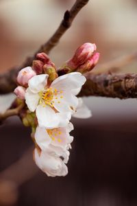 Preview wallpaper cherry, flowers, petals, branch, spring, macro