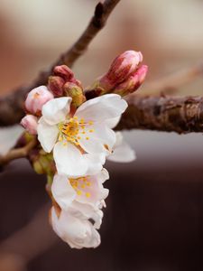 Preview wallpaper cherry, flowers, petals, branch, spring, macro