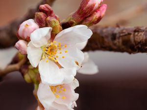 Preview wallpaper cherry, flowers, petals, branch, spring, macro