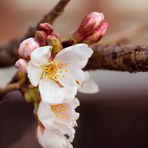 Preview wallpaper cherry, flowers, petals, branch, spring, macro