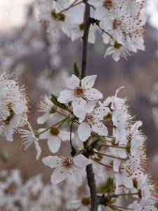 Preview wallpaper cherry, flowers, petals, branches, spring, white