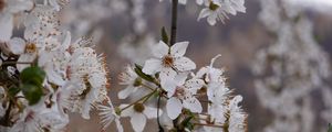 Preview wallpaper cherry, flowers, petals, branches, spring, white