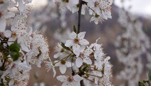 Preview wallpaper cherry, flowers, petals, branches, spring, white