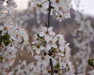 Preview wallpaper cherry, flowers, petals, branches, spring, white