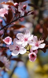 Preview wallpaper cherry, flowers, petals, spring, branches, macro