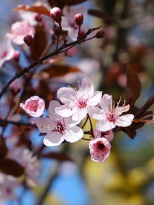 Preview wallpaper cherry, flowers, petals, spring, branches, macro