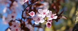 Preview wallpaper cherry, flowers, petals, spring, branches, macro