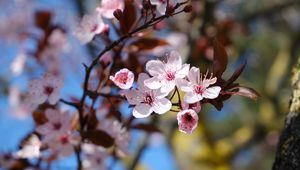 Preview wallpaper cherry, flowers, petals, spring, branches, macro