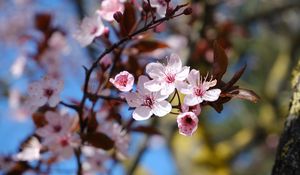 Preview wallpaper cherry, flowers, petals, spring, branches, macro