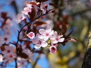 Preview wallpaper cherry, flowers, petals, spring, branches, macro