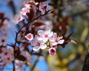 Preview wallpaper cherry, flowers, petals, spring, branches, macro