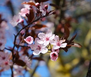 Preview wallpaper cherry, flowers, petals, spring, branches, macro