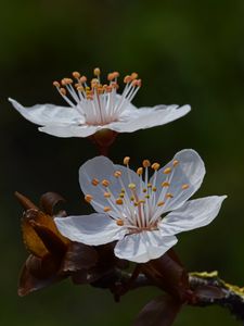 Preview wallpaper cherry, flowers, petals, branch, macro, spring