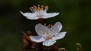 Preview wallpaper cherry, flowers, petals, branch, macro, spring