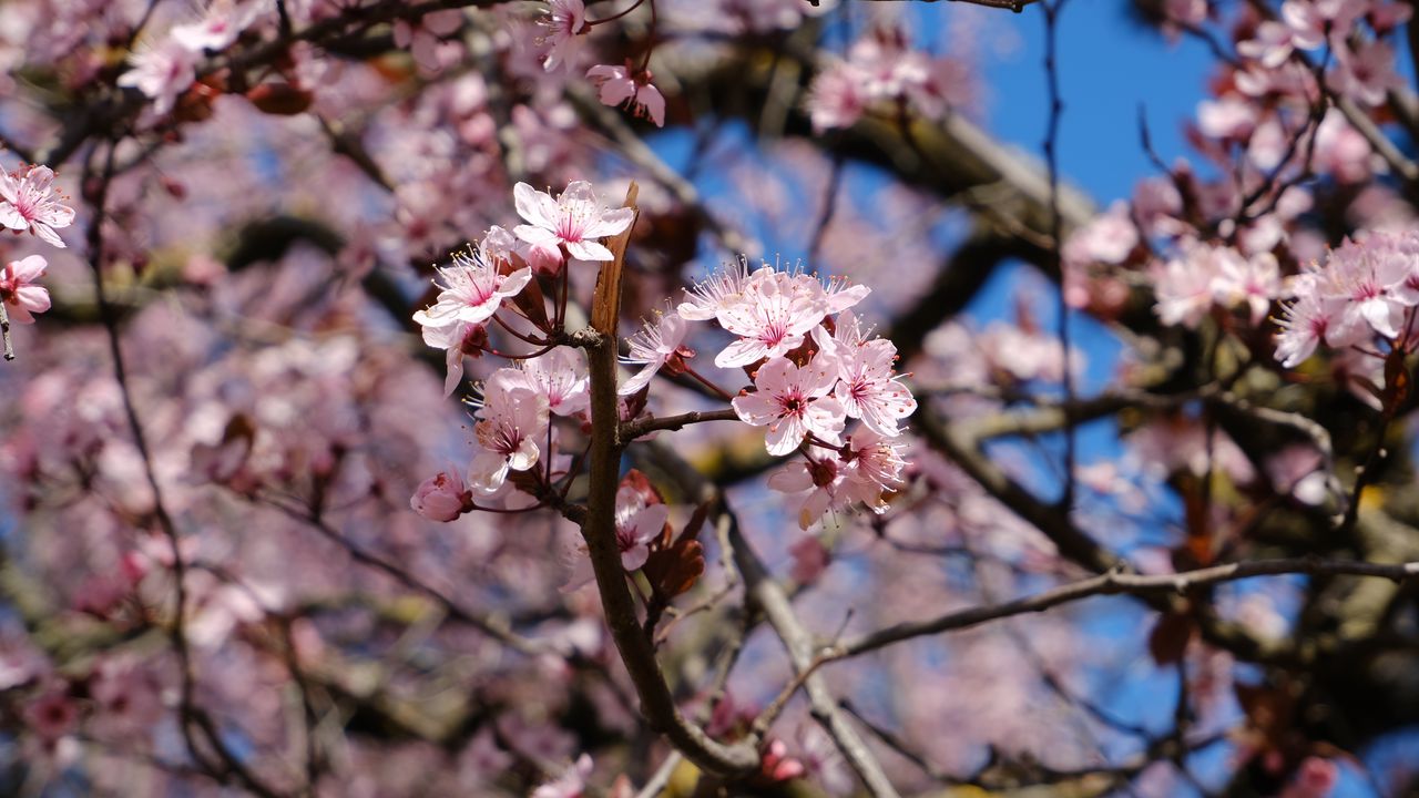 Wallpaper cherry, flowers, petals, branches, spring, macro, pink