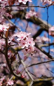 Preview wallpaper cherry, flowers, petals, branches, spring, macro, pink