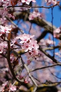 Preview wallpaper cherry, flowers, petals, branches, spring, macro, pink