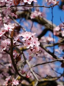 Preview wallpaper cherry, flowers, petals, branches, spring, macro, pink