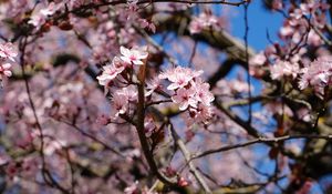 Preview wallpaper cherry, flowers, petals, branches, spring, macro, pink