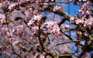 Preview wallpaper cherry, flowers, petals, branches, spring, macro, pink