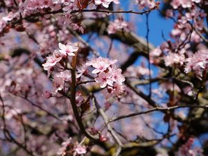 Preview wallpaper cherry, flowers, petals, branches, spring, macro, pink