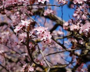 Preview wallpaper cherry, flowers, petals, branches, spring, macro, pink