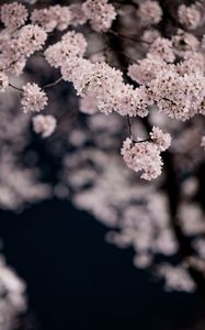 Preview wallpaper cherry, flowers, petals, branches, spring, macro