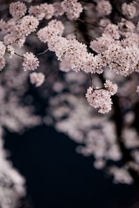 Preview wallpaper cherry, flowers, petals, branches, spring, macro