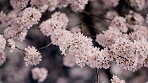 Preview wallpaper cherry, flowers, petals, branches, spring, macro