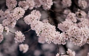 Preview wallpaper cherry, flowers, petals, branches, spring, macro