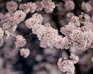 Preview wallpaper cherry, flowers, petals, branches, spring, macro