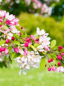 Preview wallpaper cherry, flowers, petals, branch, pink, macro