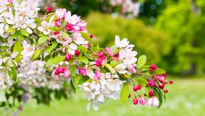 Preview wallpaper cherry, flowers, petals, branch, pink, macro