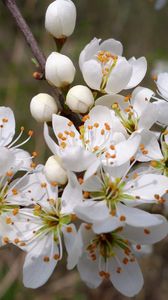 Preview wallpaper cherry, flowers, petals, stamens, spring, white