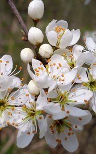 Preview wallpaper cherry, flowers, petals, stamens, spring, white