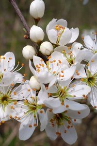 Preview wallpaper cherry, flowers, petals, stamens, spring, white