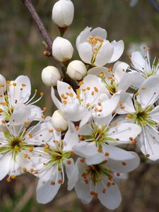 Preview wallpaper cherry, flowers, petals, stamens, spring, white